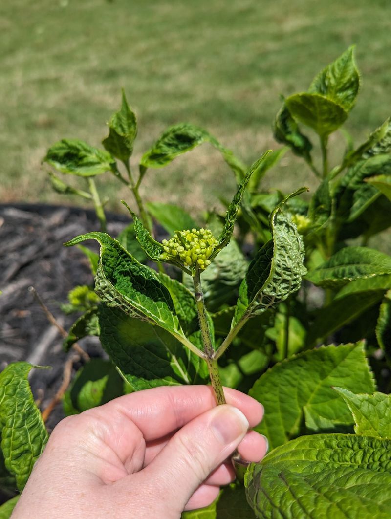 Leaves Curled or Cupped Inward