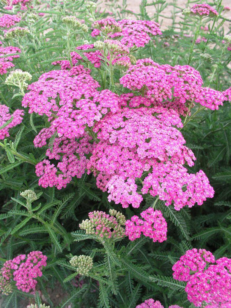 Yarrow (Achillea)