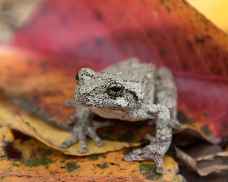 Protect the frog by leaving it wild