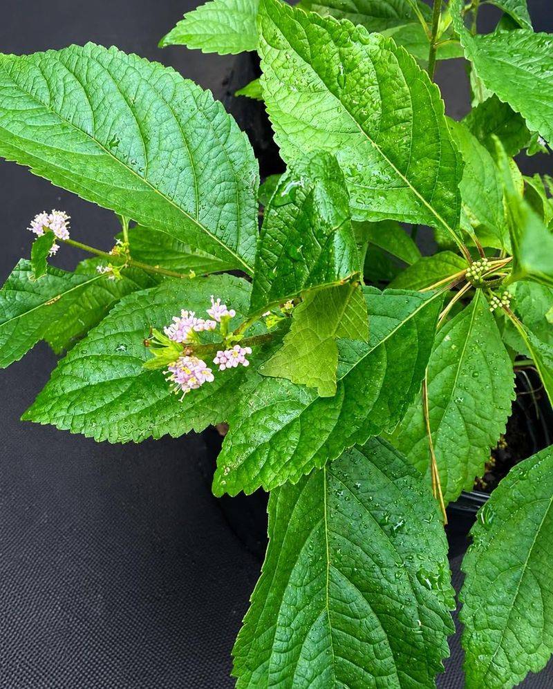 What the tick-repellency research actually tested