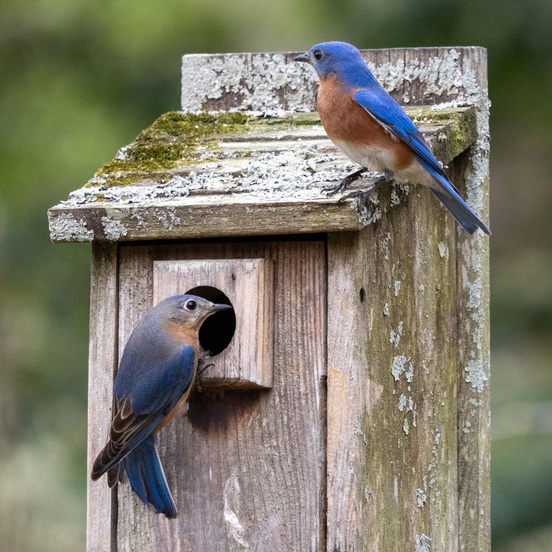 Eastern Bluebird