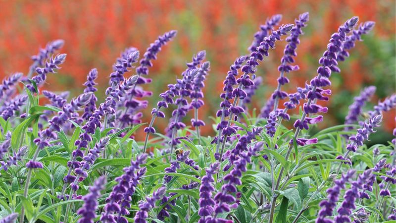 Salvia
