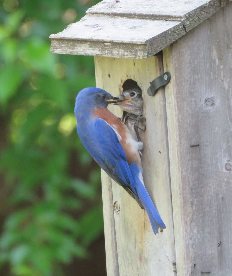 Bluebirds