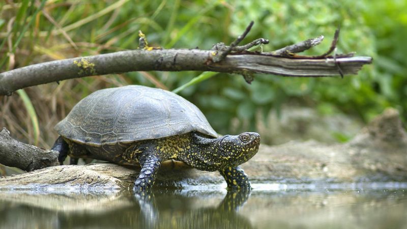 What Turtle Scavenging Can—and Cannot—Do for a Pond