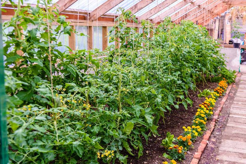 Use marigolds as targeted management, not permanent protection