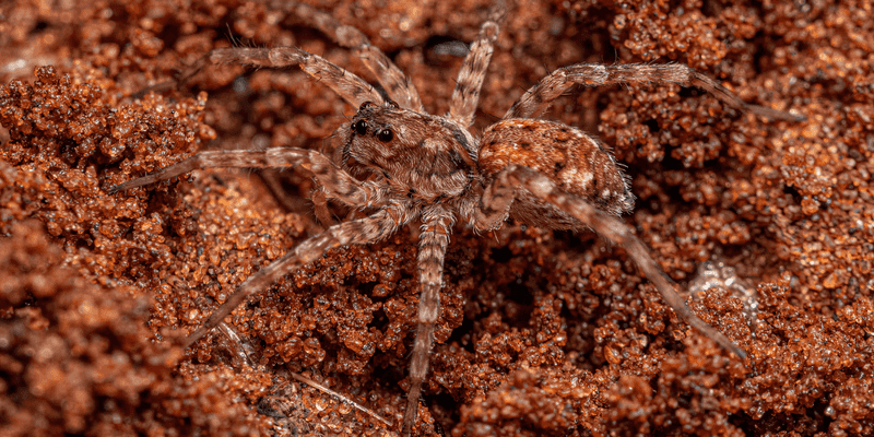Predator does not mean household pest control