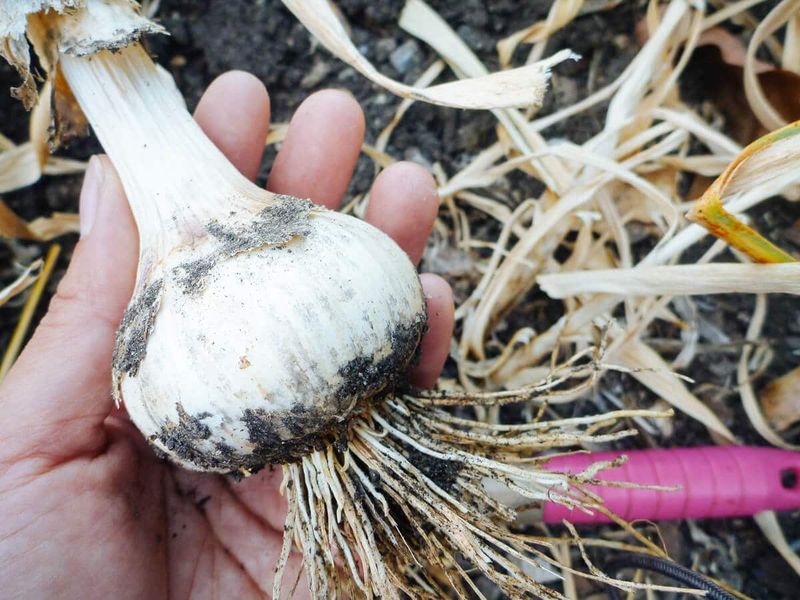 Avoid shortcuts that cannot guarantee larger bulbs