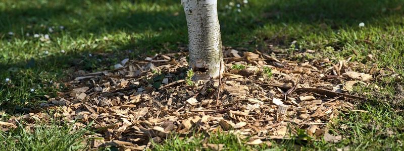Keep Useful Mulch, but Place and Maintain It Correctly