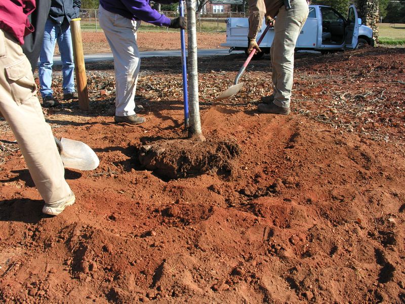 Give roots a wide, shallow planting hole