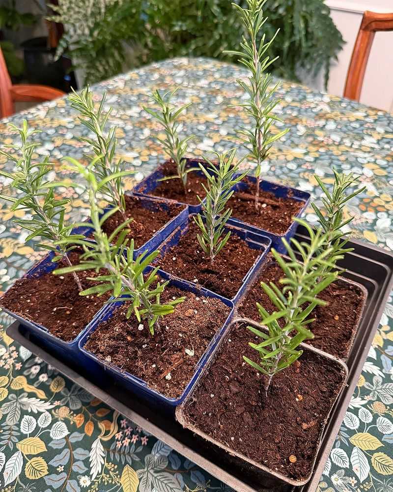 Pot rooted cuttings individually before tending them indoors