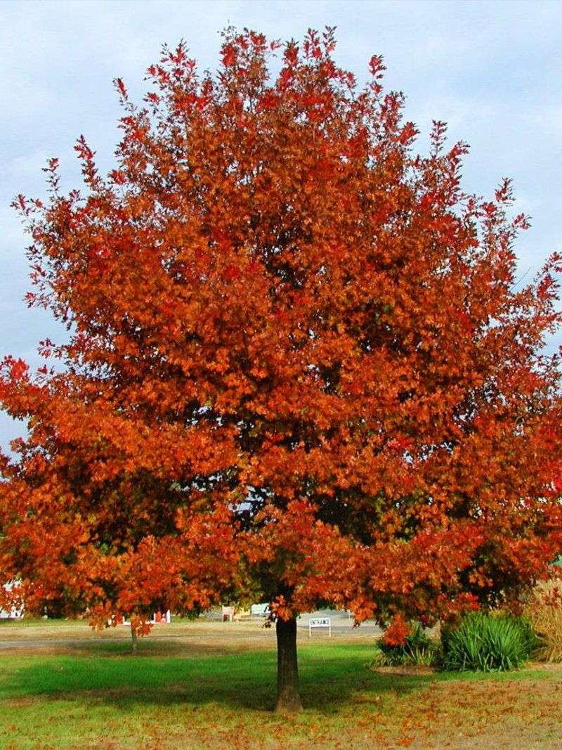 Shumard Oak (Quercus shumardii)