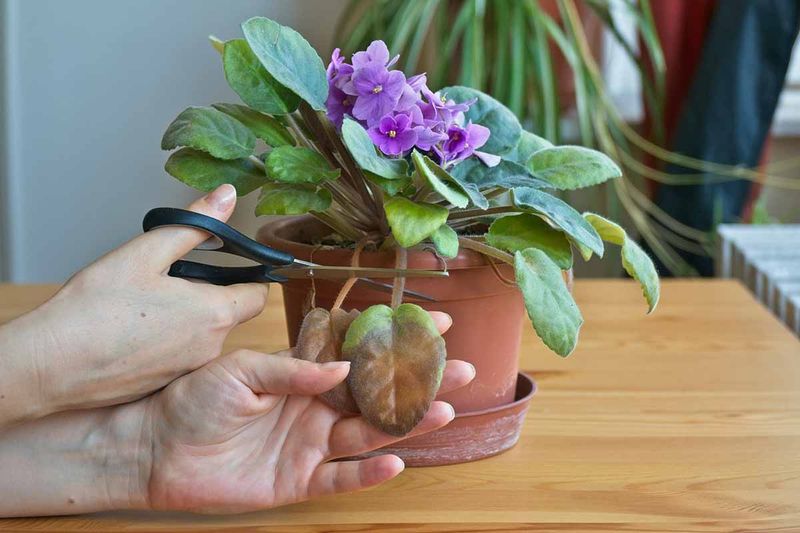 Remove Outer Leaves and Spent Blooms