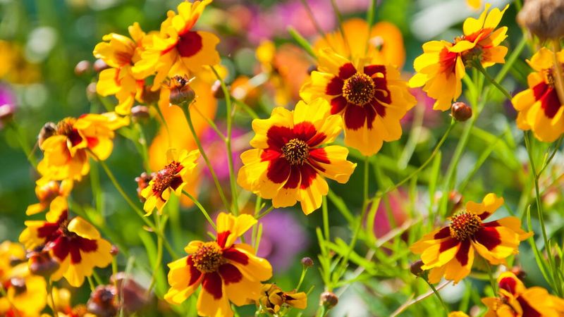 Coreopsis (Tickseed)