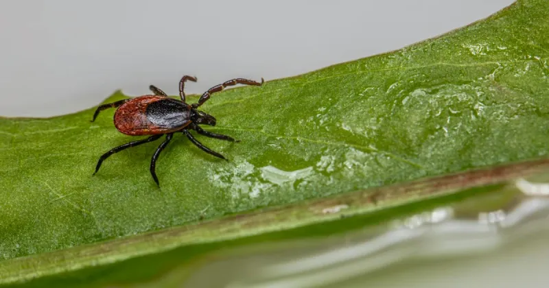 Do not turn sage into a tick or pesticide claim