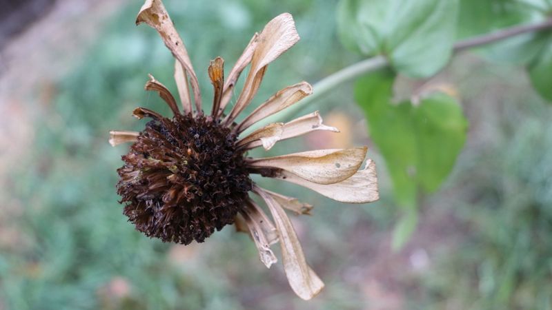 Let selected blooms mature before you cut them