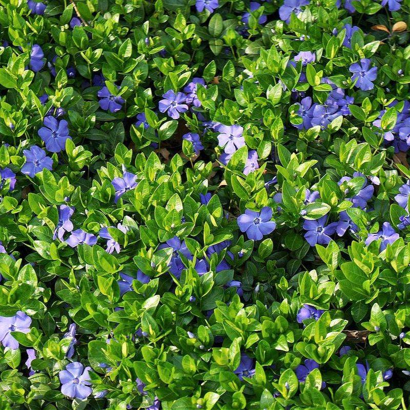 Vinca Minor (Periwinkle)