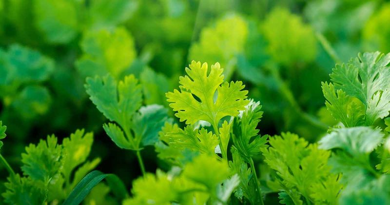Cilantro