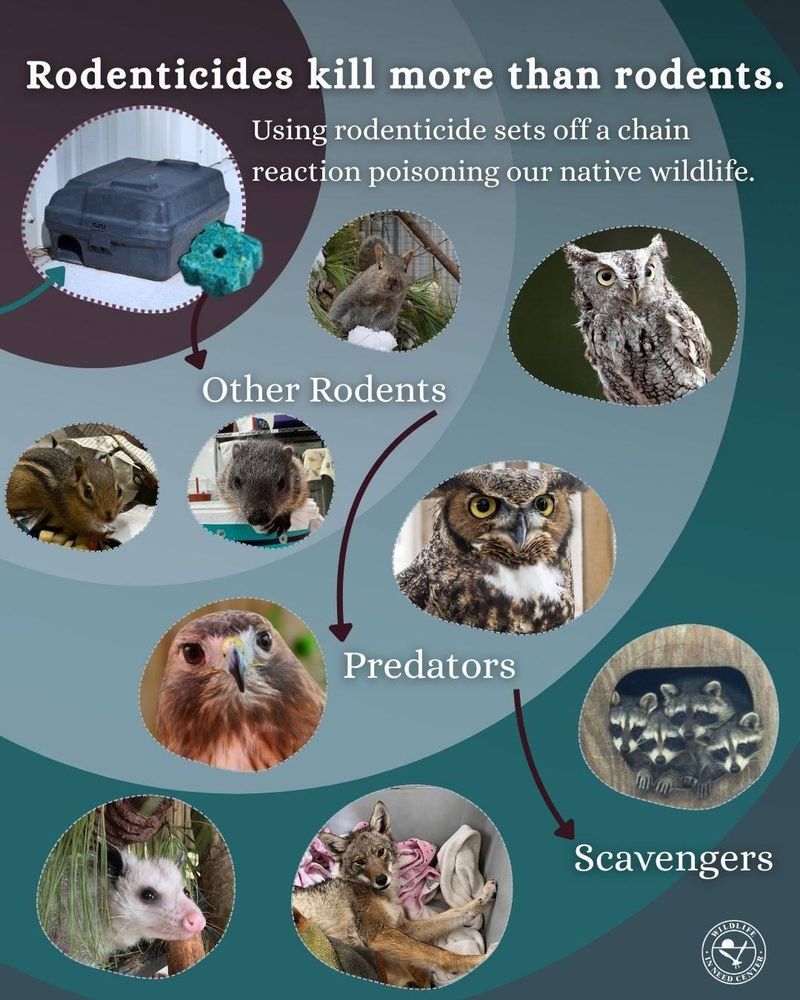Rodent poison creates a bigger wildlife problem