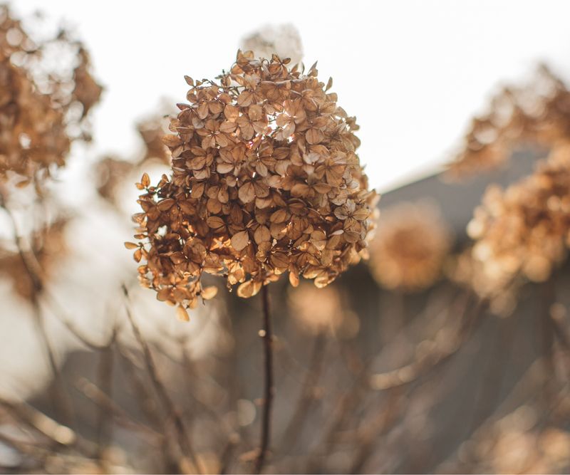 Natural Aging of Blooms