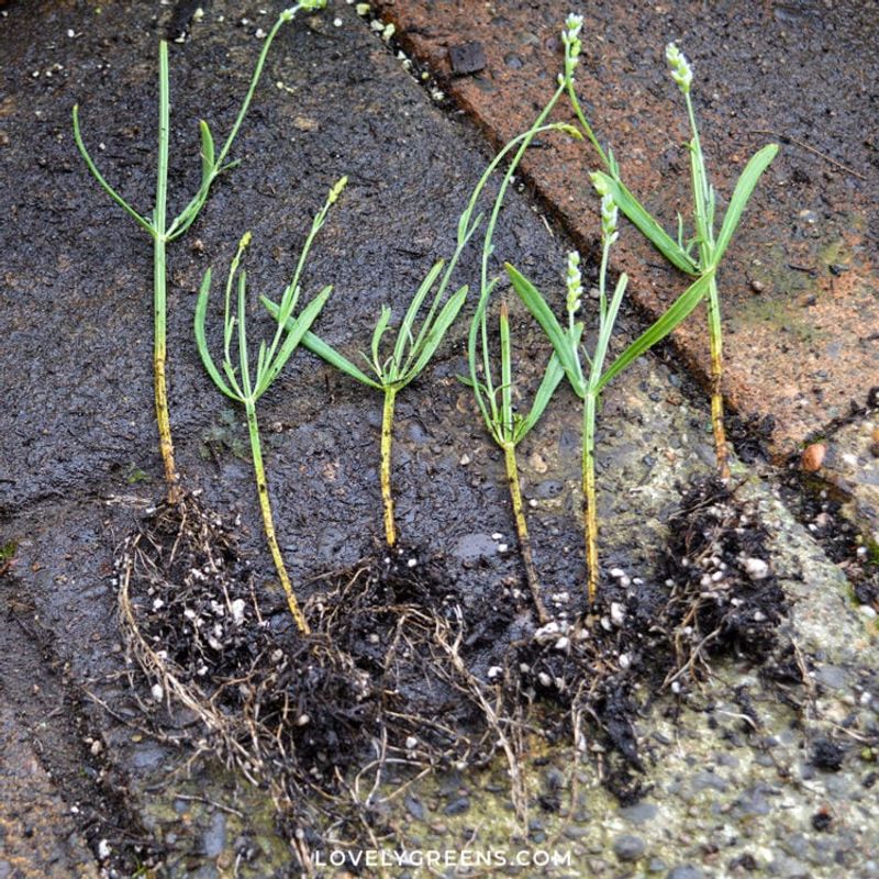 Consider Taking Cuttings
