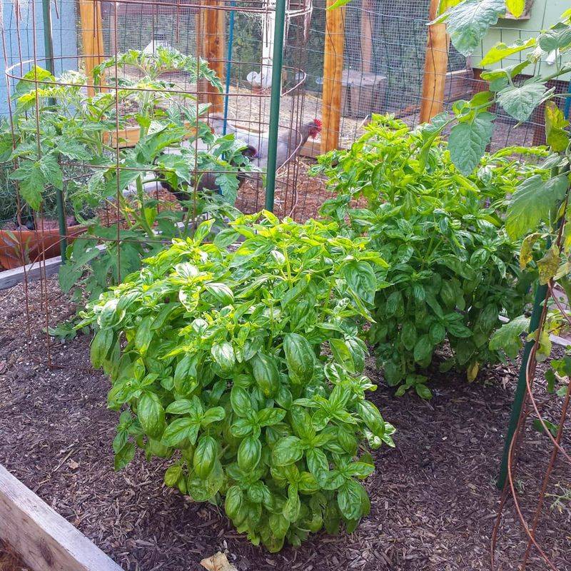 The Possible Benefit Depends on the Pest and the Garden