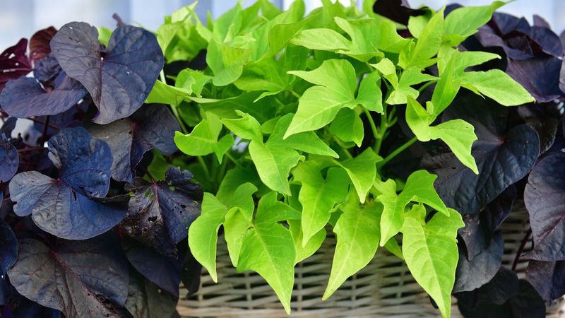 Sweet Potato Vine