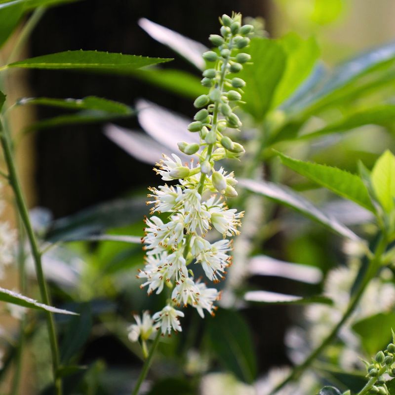 Summersweet (Clethra)