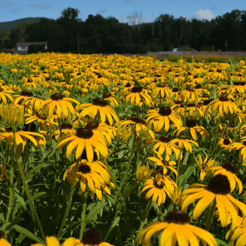 Plant it where a North Carolina yard can support it