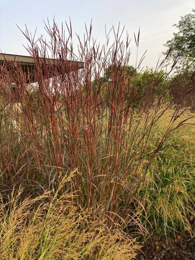 Big Bluestem (Andropogon gerardii)