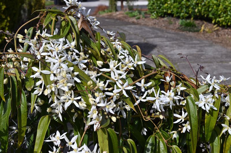 Clematis armandii