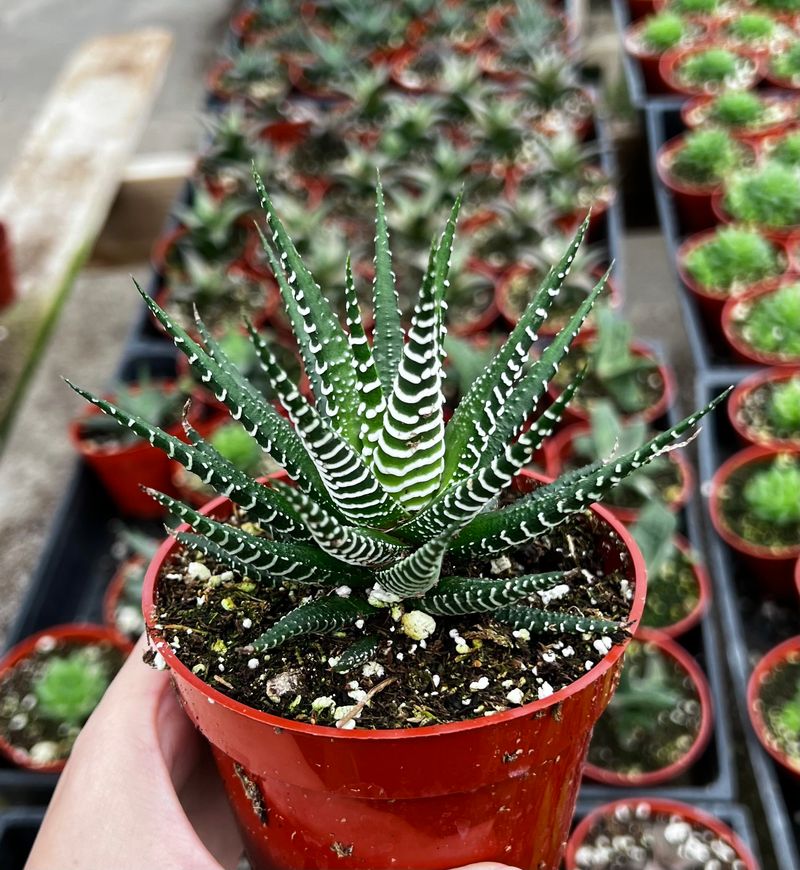 Haworthia