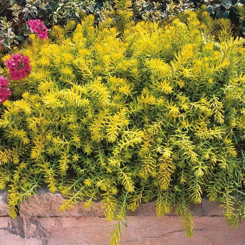 Angelina Stonecrop