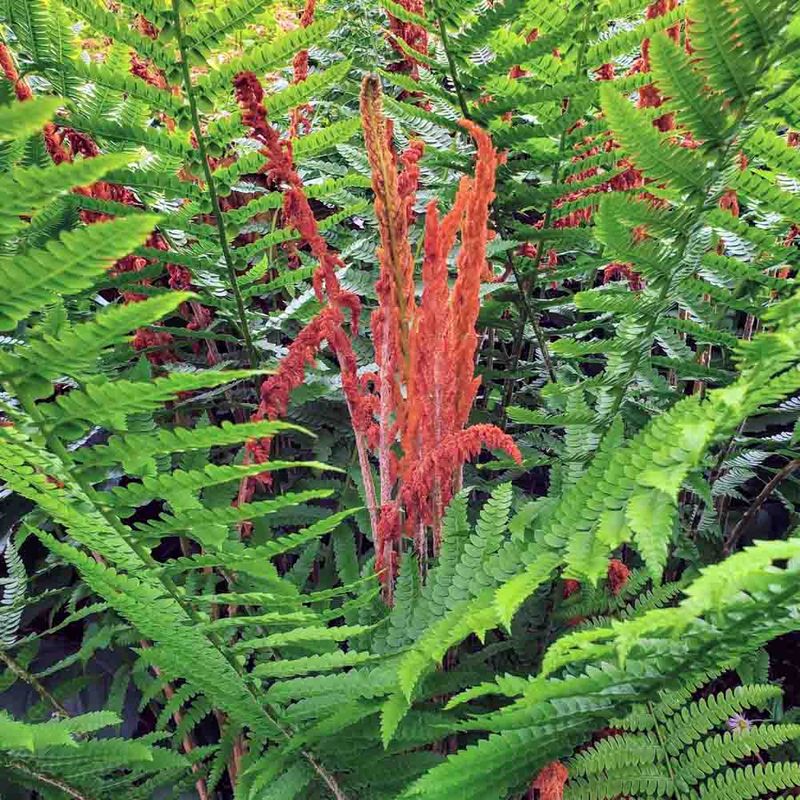Cinnamon Fern (Osmundastrum cinnamomeum)