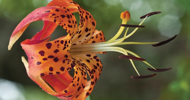 Carolina Lily (Lilium michauxii)