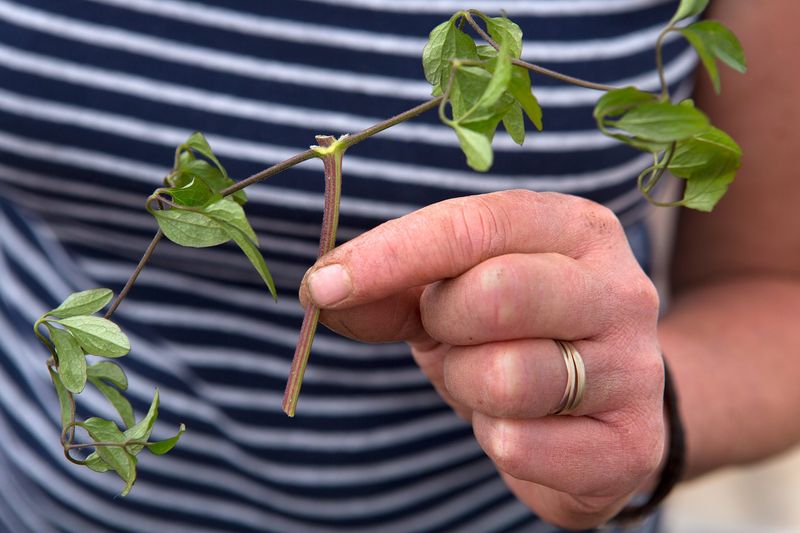 Cut the Vine Into Single-Node Pieces