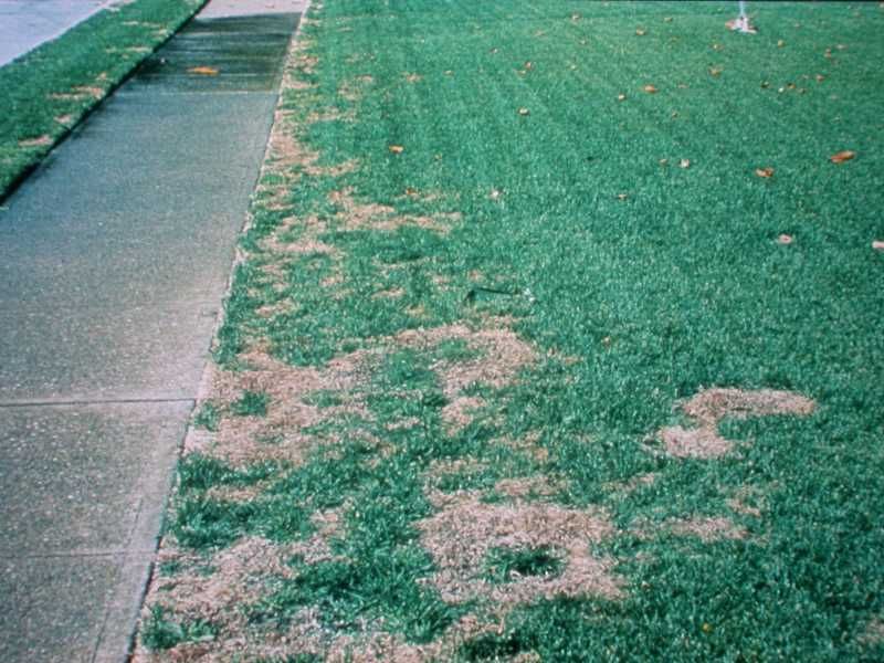 Summer Patch and Necrotic Ring Spot