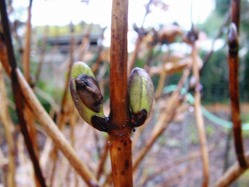 Protection may preserve potential blooms, but it cannot promise bigger ones