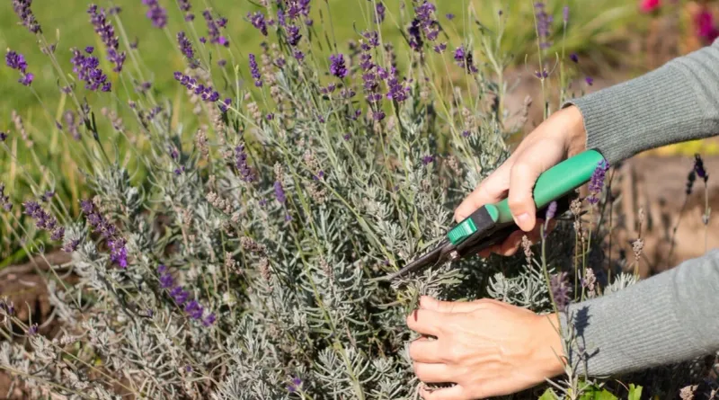 Perform the Main Summer Pruning