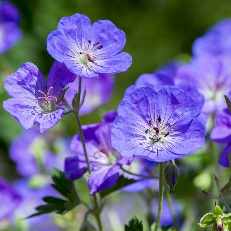 Geranium 'Rozanne' (Cranesbill Geranium)