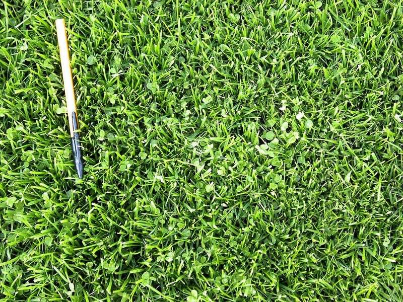 A possible fertilizer reduction is not a fertilizer-free lawn