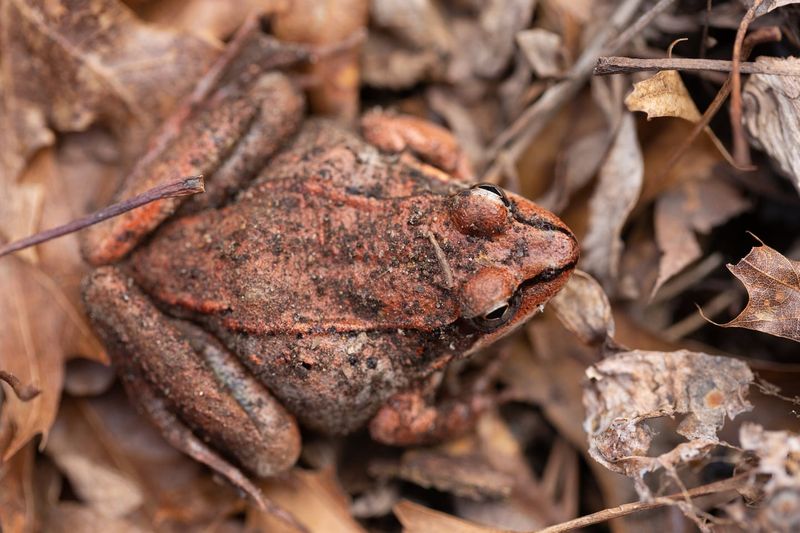 Sudden Disappearance of Rodents or Frogs