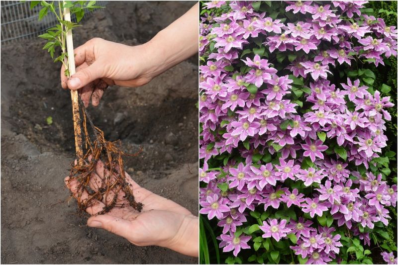 Improve Soil Drainage