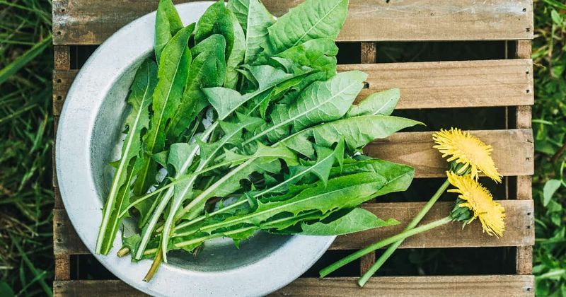 Dandelion greens contain calcium, but one nutrient is not the whole story