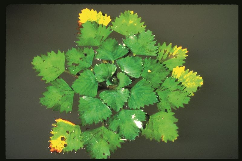 Document the rule before you remove or challenge the plant