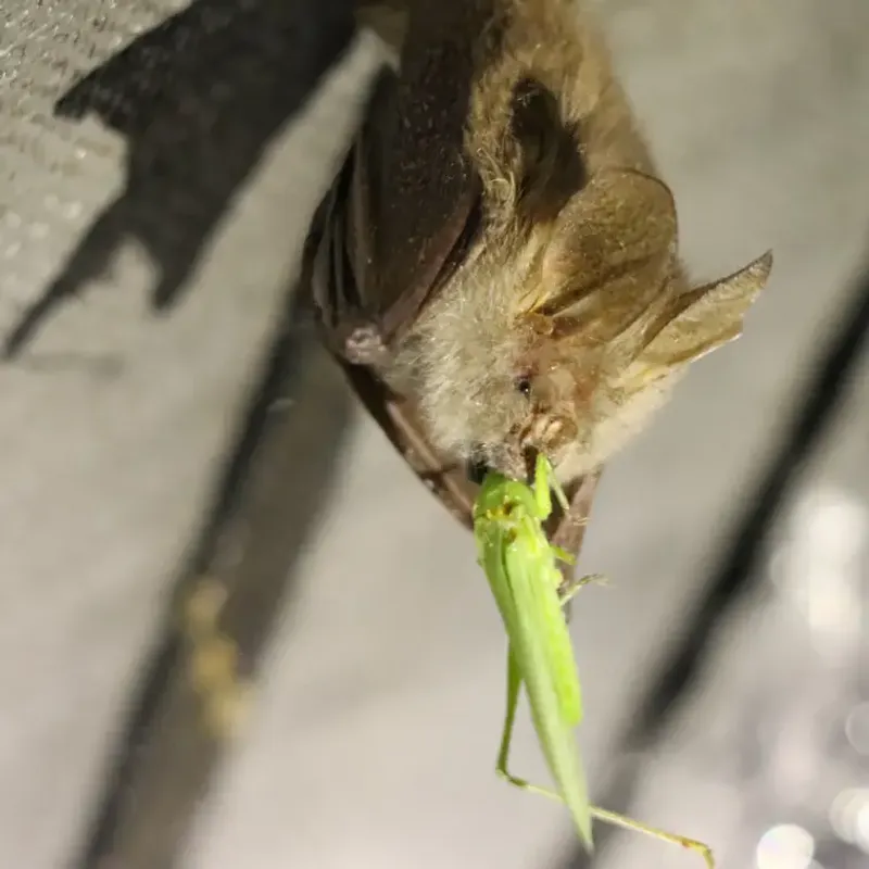 Mosquitoes are one part of a varied insect diet