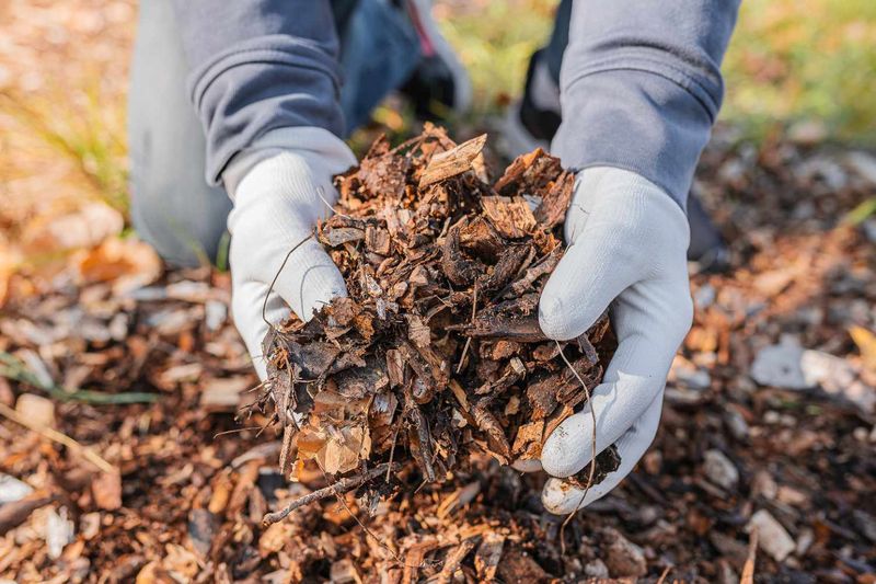Shredded leaves make a practical garden mulch