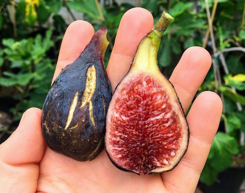 Harvest by the fig’s signs, not by a statewide calendar