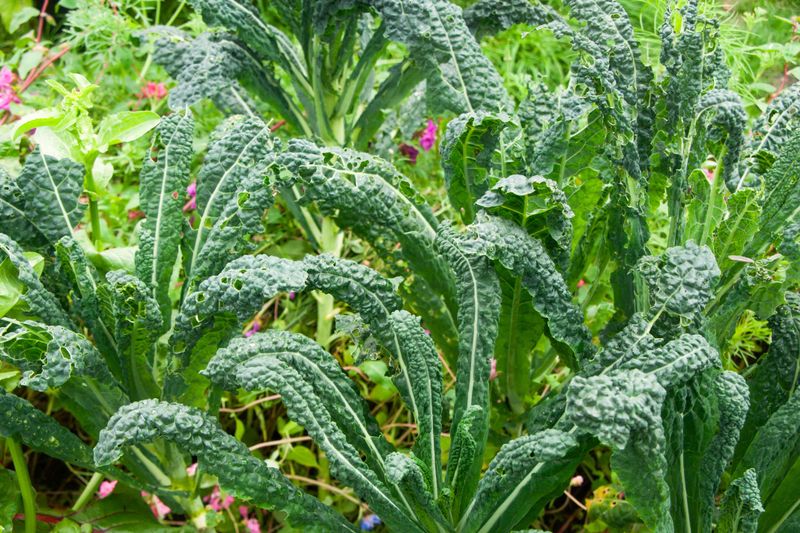 Inspect damaged leaves before blaming bolting