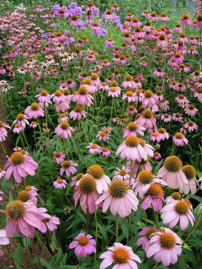 Coneflower (Echinacea)