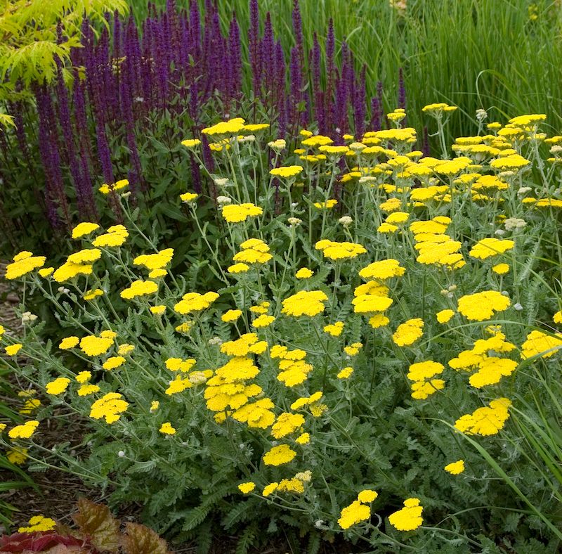 Yarrow (Achillea)